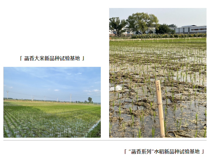 乡村振兴项目调研 | 全国乡村特色产业亿元村河南省焦作市武陟县马宣寨村